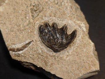 Zonder reserve - Fossiele tand - Lungfish Tooth Plate - 8 cm