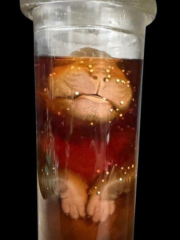 Engelse Bulldog Taxidermie volledige montage - Bulldog, Antiek en Kunst