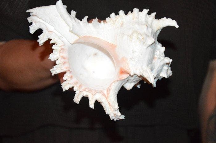 Zeeslak Zeeschelp - M-492 CHICOREUS RAMOSUS (Zonder, Collections, Collections Animaux