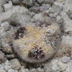 Maretia Planulata (Zeemuis), Dieren en Toebehoren