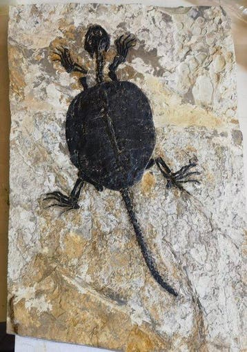 specimen van museumkwaliteit - Gefossiliseerd dier -, Verzamelen