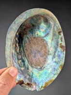 Pua Abalone Zeeschelp - Haliotis iris (Zonder minimumprijs), Verzamelen, Nieuw