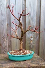 Japanese maple bonsai (Acer palmatum) - Hauteur (arbre) : 37