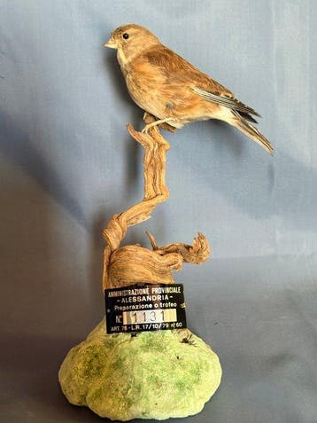 Fanello Taxidermie volledige montage - Linaria cannabina, Nieuw