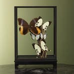 Vlinders in Vitrine Taxidermie Opgezette Dieren By Max, Ophalen of Verzenden, Opgezet dier