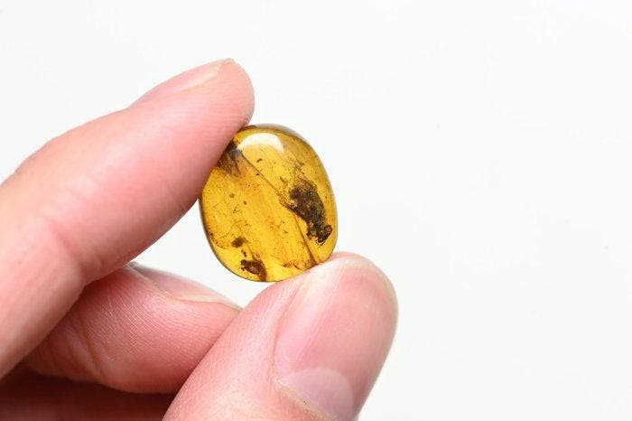 Birmese barnsteen - Fossiele cabochon - - Lot of 10 pieces,, Verzamelen, Mineralen en Fossielen