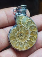 Geen minimumprijs Zeer mooie perfecte ammonieten halve, Verzamelen