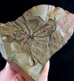 Spectaculaire graptolieten met buitengewone conservering!!!, Verzamelen