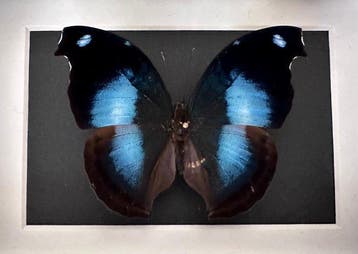 Vlinder Taxidermie volledige montage - Napeocles JUcunda -