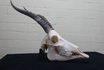 Blesbok Schedel - Damaliscus pygargus phillipsi - 0 cm - 0, Verzamelen, Nieuw