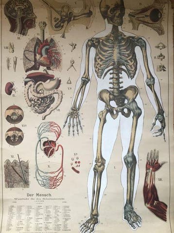 Anatomisch model - Linnen , Hout - 1888 - Oude schoolplaat