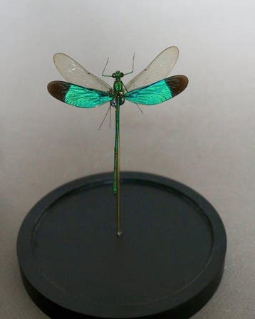 Libel Taxidermie volledige montage - Neurobasis sinensis -