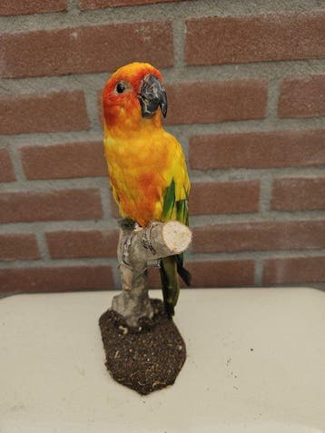 zon Parkiet Taxidermie volledige montage - Aratinga, Verzamelen, Dierenverzamelingen, Nieuw
