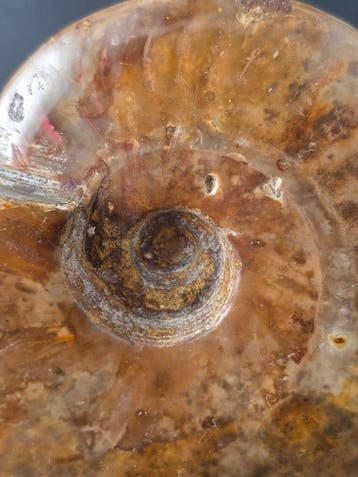 Ammoniet - Gefossiliseerd dier - Cleoniceras Ammonite