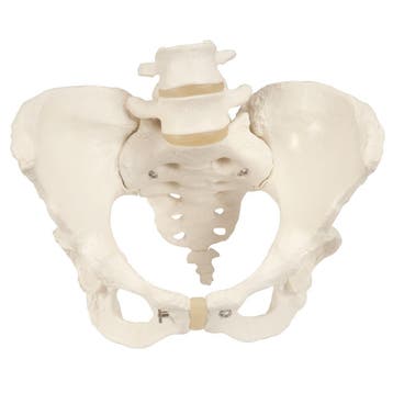 Anatomisch model bekken met twee lendewervels ST-ATM 40, Verzenden, Nieuw