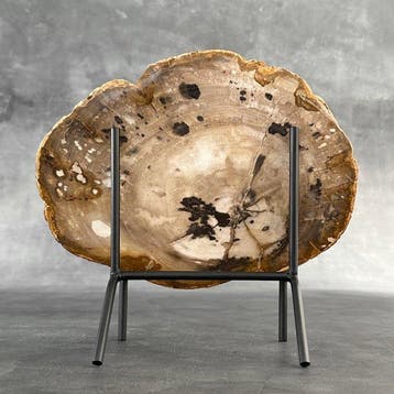 Magnifique tranche de bois pétrifié sur un socle