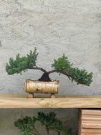 Jeneverbes bonsai (Juniperus) - Hoogte (boom): 17 cm -
