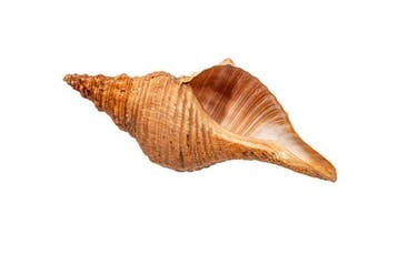 Pleuroploca trapezium | Trapez-Fasziolaria / paardenconch -, Nieuw