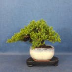 Bonsaï Genévrier (Juniperus) - Hauteur (arbre) : 16 cm -