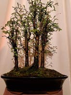 GROOT metasequoia bos in ruime bonsaischaal - Hoogte (boom):