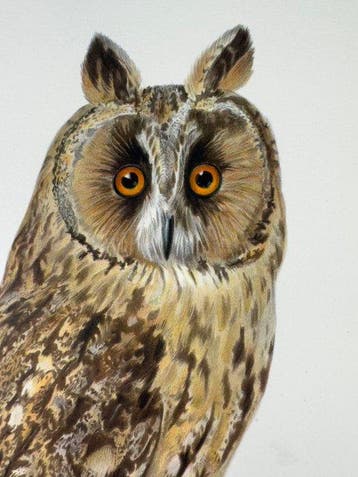 von Wright - Ural and Long-eared Owls (2 prints), Verzamelen, Nieuw