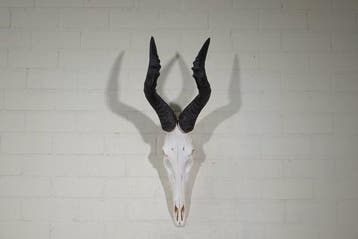 Hartebeest skull Schedel - Alcelaphus buselaphus - 39 cm -, Nieuw