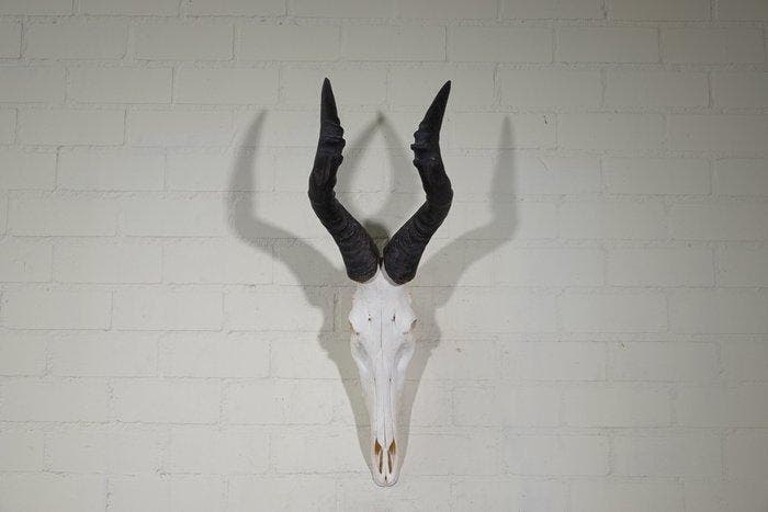 Hartebeest skull Schedel - Alcelaphus buselaphus - 39 cm -, Verzamelen, Dierenverzamelingen