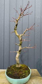 Japanese maple bonsai (Acer palmatum) - Hoogte (boom): 45 cm