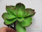 Echeveria Groen Latex Succulent, Nieuw