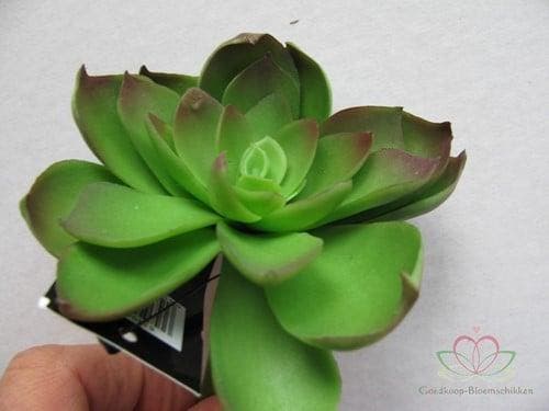 Echeveria Groen Latex Succulent, Maison & Meubles, Accessoires pour la Maison | Plantes & Fleurs artificielles
