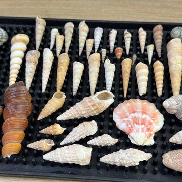 Set met zeldzame gevlekte en patroonachtige schelpen, Nieuw