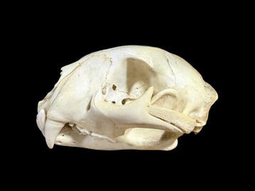 Poema Taxidermie volledige montage - Puma concolor - with, Verzamelen, Nieuw