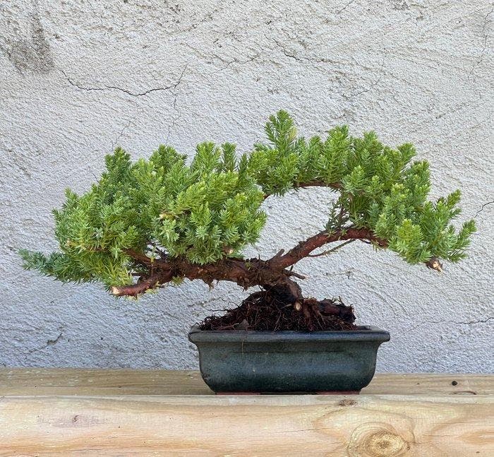 Jeneverbes bonsai (Juniperus) - Hoogte (boom): 15 cm -, Antiquités & Art, Curiosités & Brocante