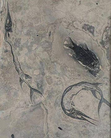Uitstekend! - Gefossiliseerd dier - Saurichthys sp and, Verzamelen