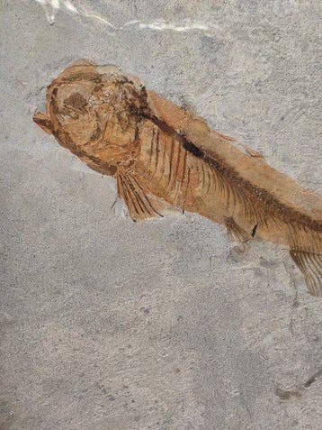 Vis - Gefossiliseerd dier - Lycoptera - 11 cm (Zonder