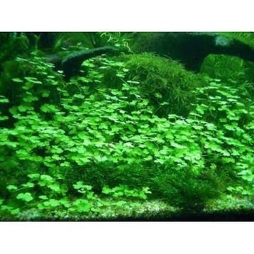 Hydrocotyle Sibthorpioides - In Vitro, Verzenden, Nieuw