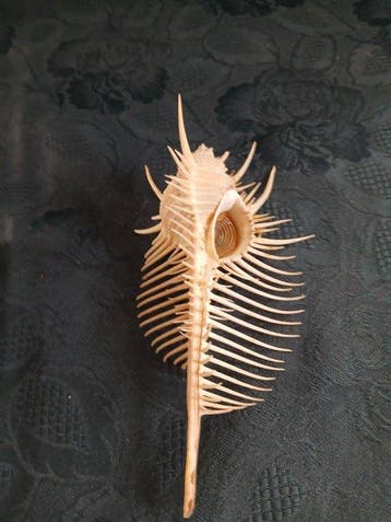 Peigne de Vénus Coquillage marin - Murex Pecten (Sans prix, Antiquités & Art, Curiosités & Brocante