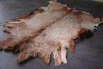 Cerf élaphe Support mural pour taxidermie - cervus elaphus -
