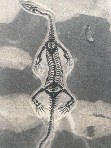 Zeereptiel - Gefossiliseerd dier - Réplique de fossile de