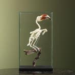 Von der Deckens Tok Skelet, Ophalen of Verzenden, Nieuw, Vogel, Opgezet dier