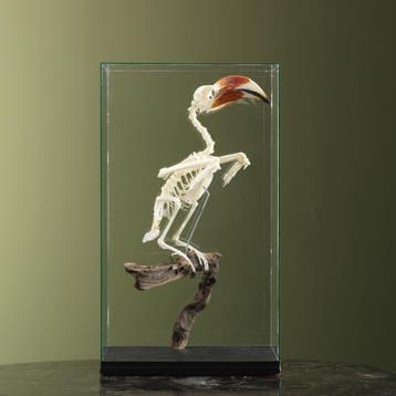 Von der Deckens Tok Skelet, Ophalen of Verzenden, Nieuw, Vogel, Opgezet dier