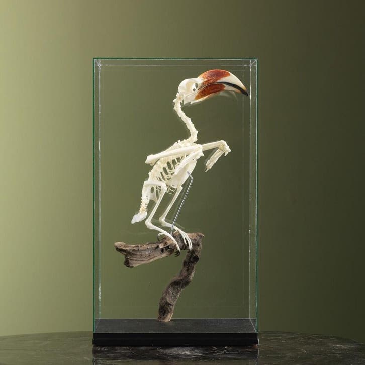 Von der Deckens Tok Skelet, Verzamelen, Dierenverzamelingen, Opgezet dier, Nieuw, Vogel, Ophalen of Verzenden