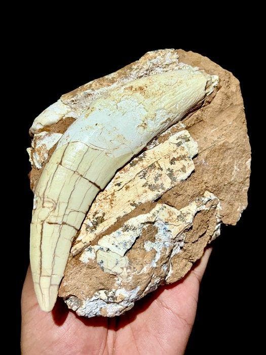 Zoogdier - Fossiele tand - Megantereon sp. saber cat, Collections, Minéraux & Fossiles