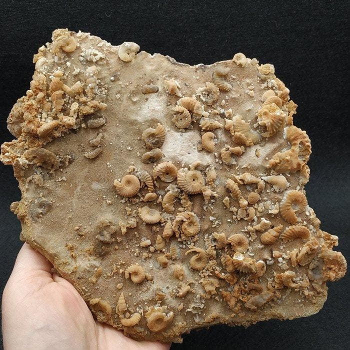 Gesilicificeerde ammonieten, slakken en schelpen - Fossiele, Verzamelen, Mineralen en Fossielen
