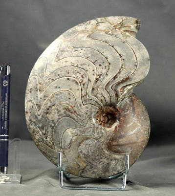 Ammoniet - Gefossiliseerd dier - Carinoceras galeatum - 20