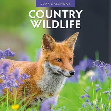 Red Robin Wall Kalender 2027 - Country Wildlife, Ophalen of Verzenden
