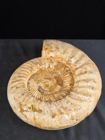 Grote ammoniet - 8,53 kg - Gefossiliseerd dier -