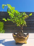 Rosa SP bonsai dans un magnifique bol à bonsaï - Hauteur