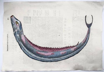 Aldrovandi; Fish, Giant Oarfish - hand coloured folio with