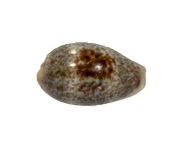 Cypraea cylindrica 24mm GEM | Prachtexemplaar Zylinder-Kauri